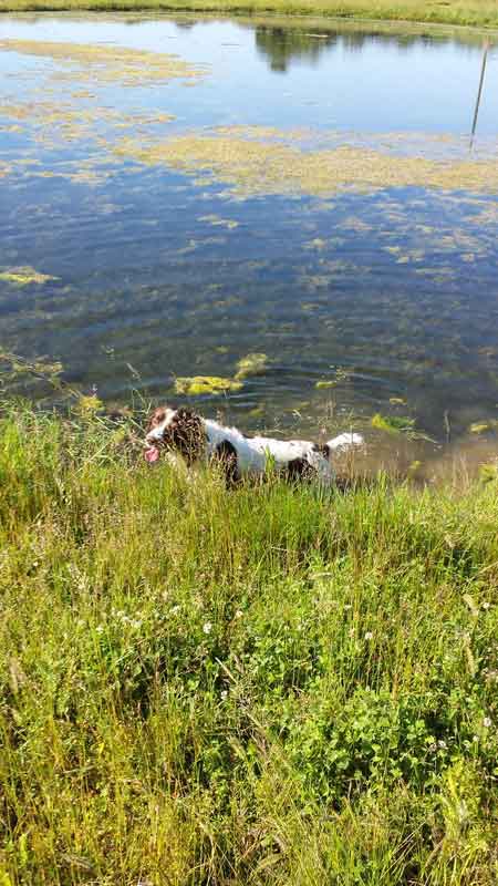 Dog Friendly Holiday Cottages1 BL