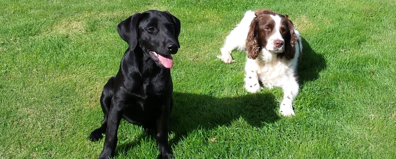Black labrador with brown and white spaniel on grassy field