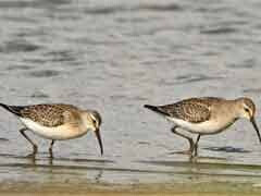 Curlew sandpiper