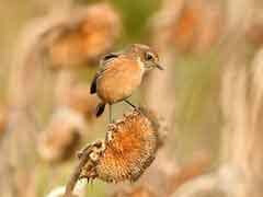 Stonechat
