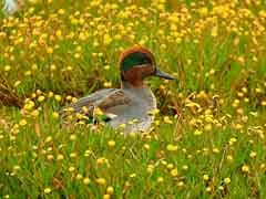 Teal can be seen at Gibraltar Point