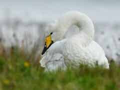 Whooper swan